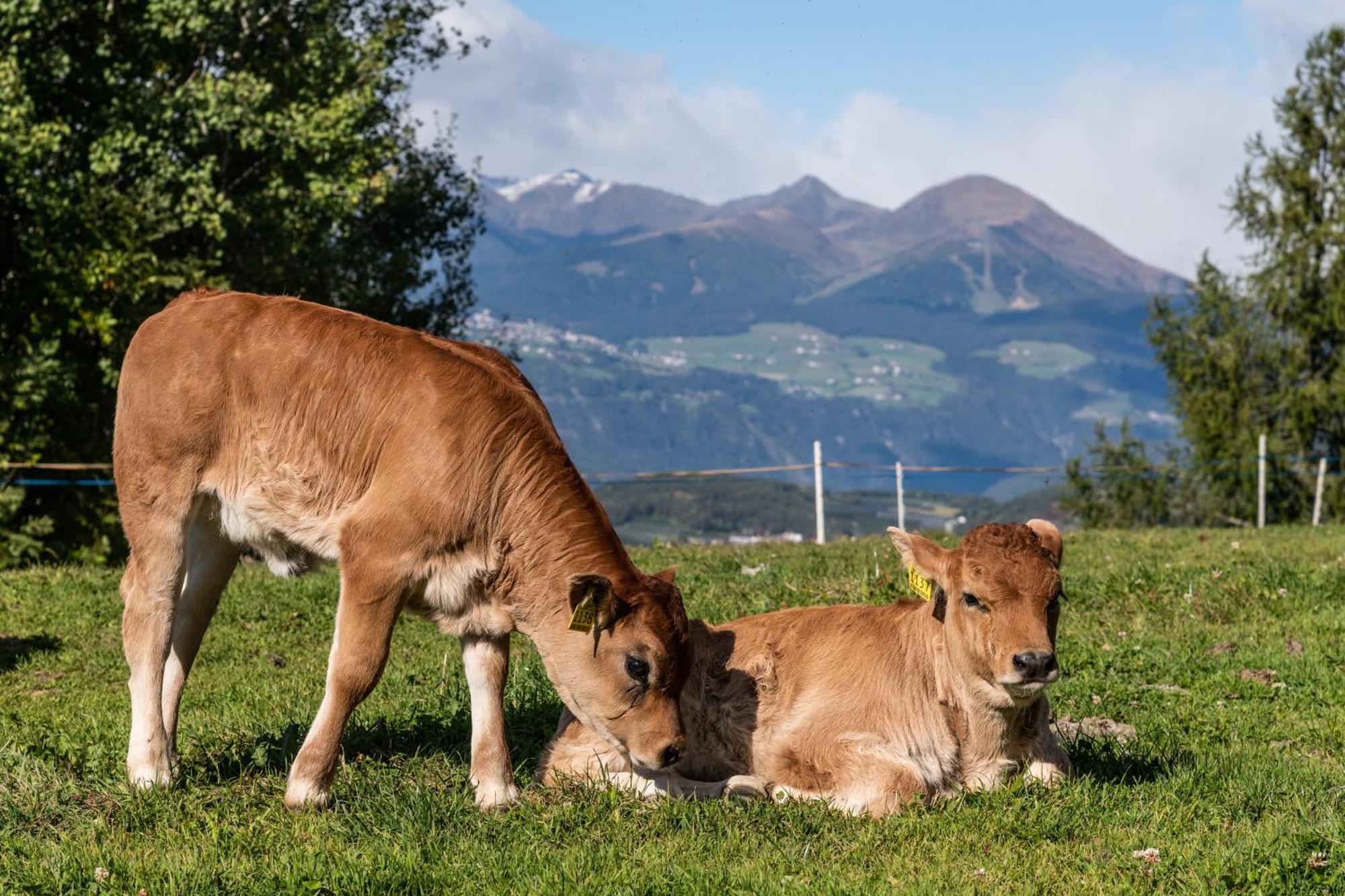 Widmannhof - Urlaub Auf Dem Biobauernhof Villa Brixen Exteriör bild