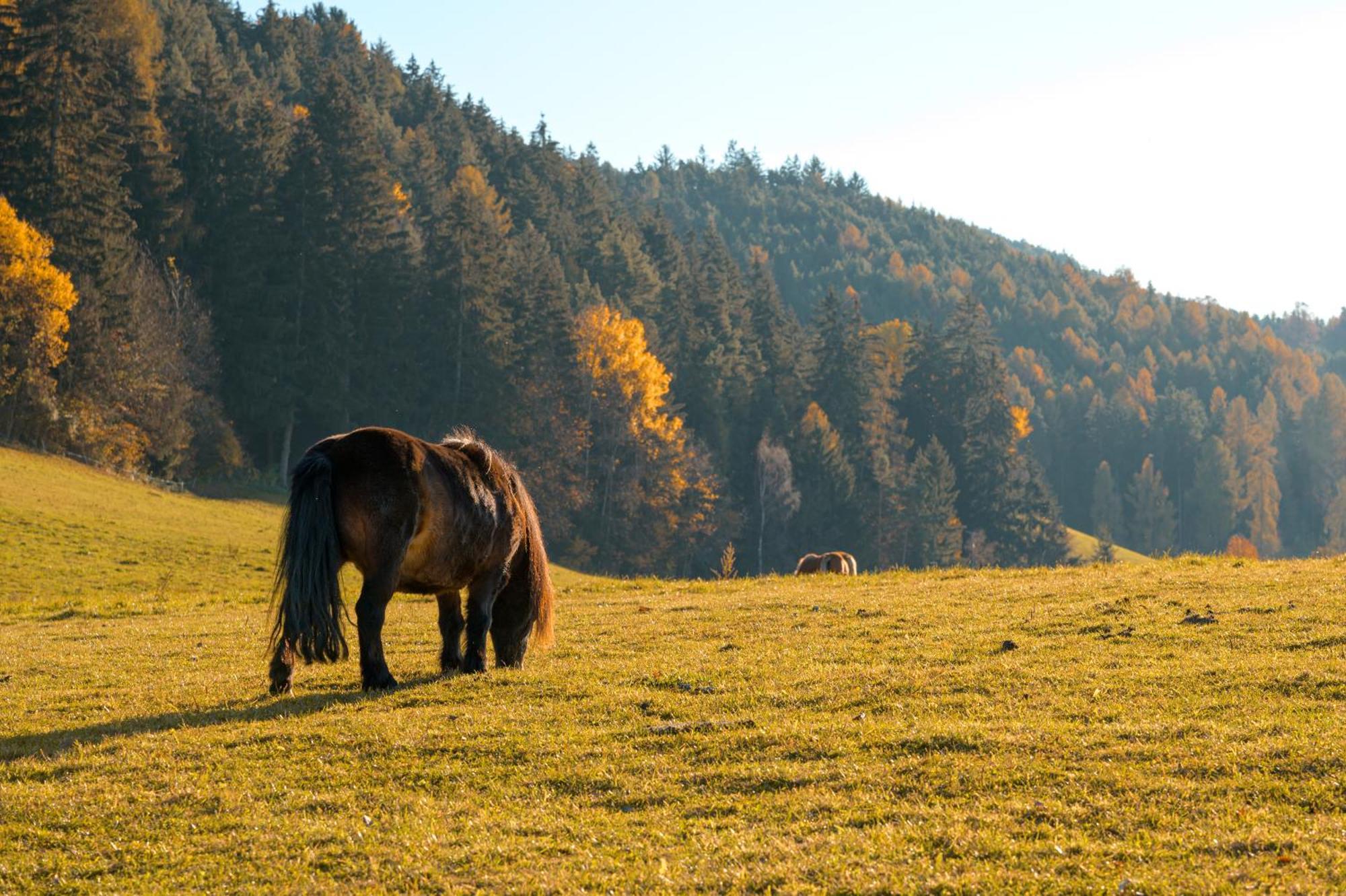 Widmannhof - Urlaub Auf Dem Biobauernhof Villa Brixen Exteriör bild